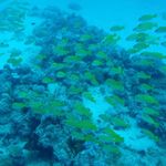 Ti Corail