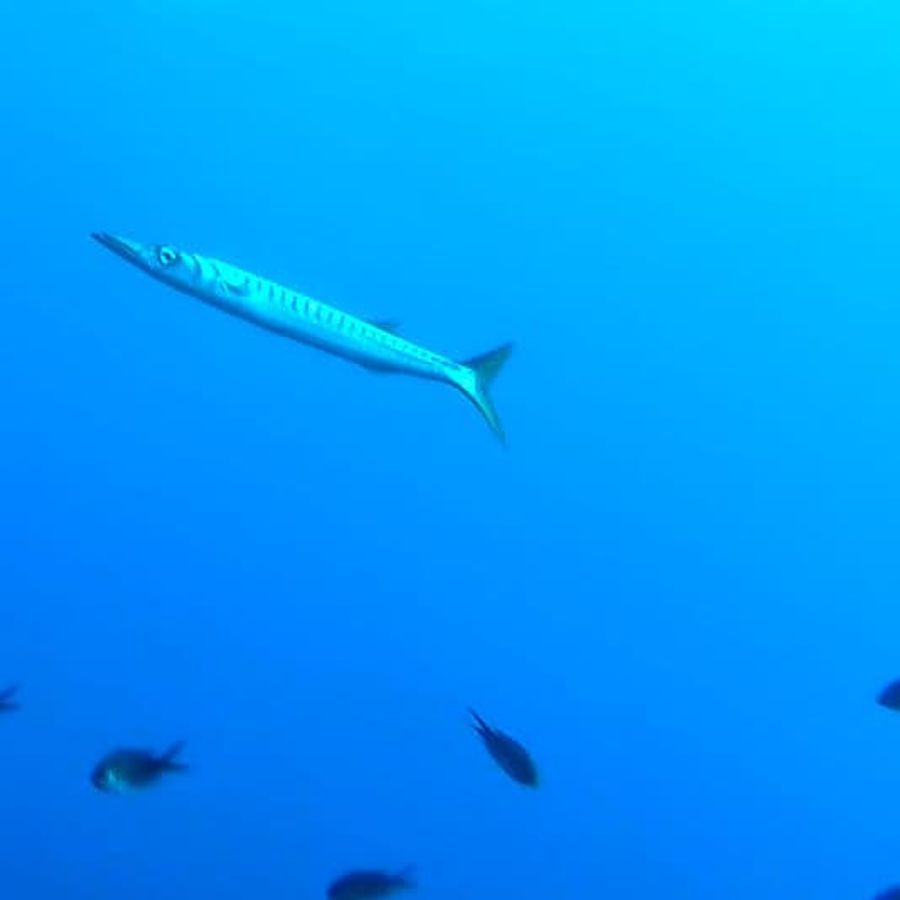 barracuda close up