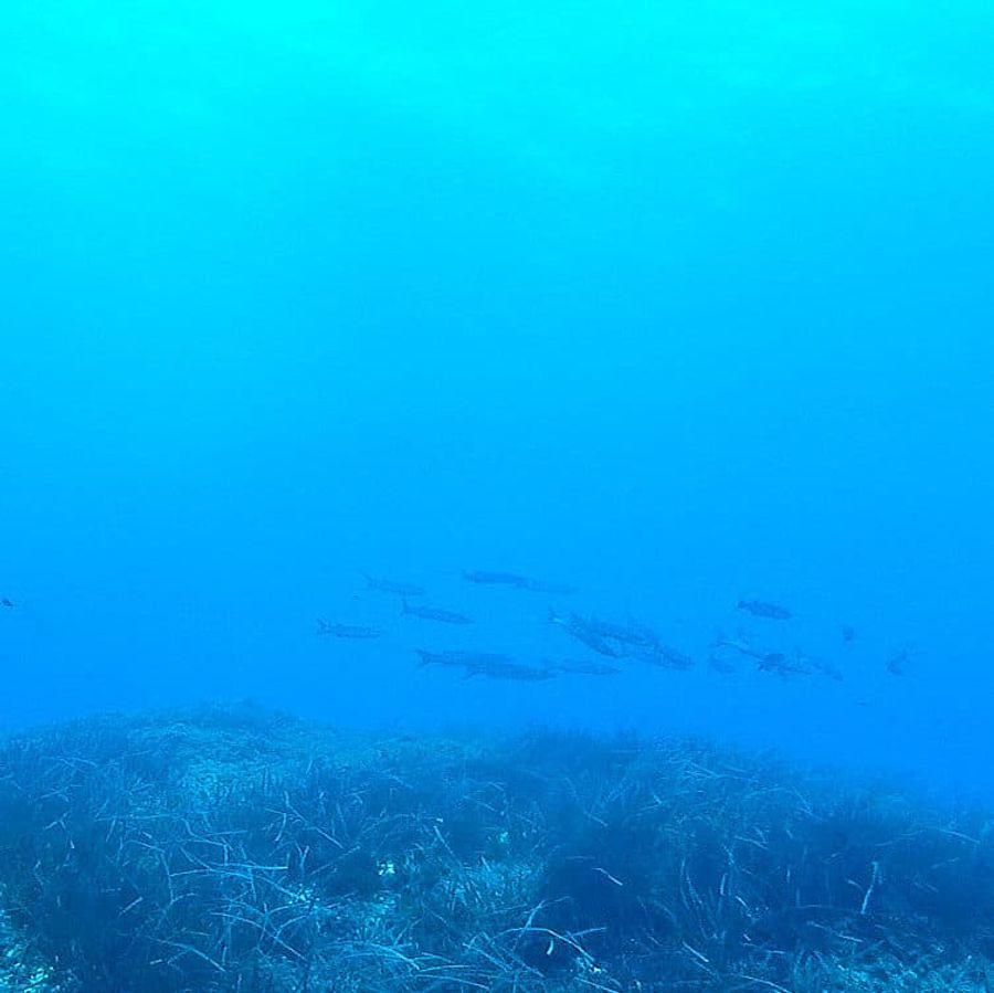 barracuda shoal