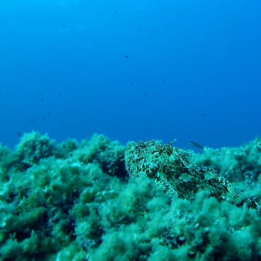 Scorpion fish