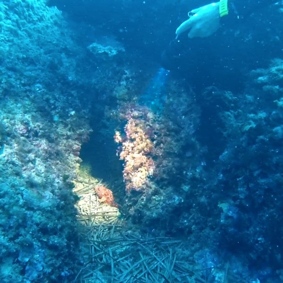 Scorpion fish in a hole